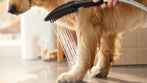 Hansgrohe DogShower