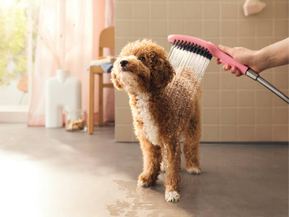 Hansgrohe DogShower